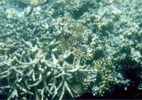 Great Barrier Reef 9001